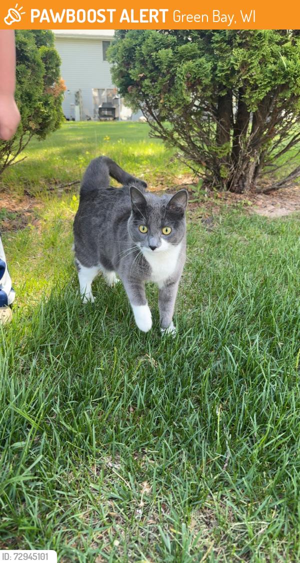 Found/Stray Unknown Cat last seen in pinewood park villas, Green Bay, WI 54313