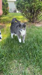 Found/Stray Unknown Cat last seen in pinewood park villas, Green Bay, WI 54313