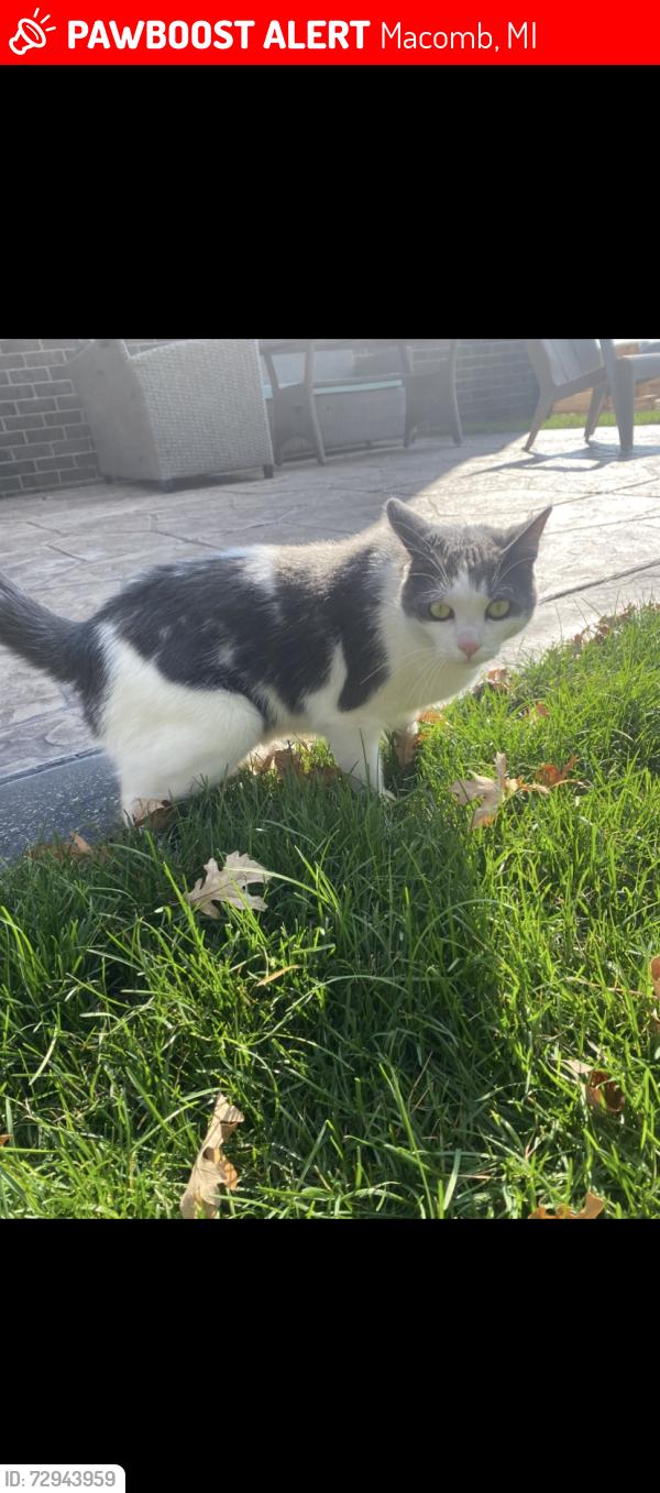 Lost Male Cat last seen Stallman dr, Macomb, MI 48042