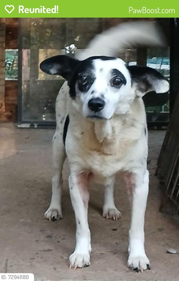 Reunited Female Dog last seen Hwy 101, GA-101, GA 30153