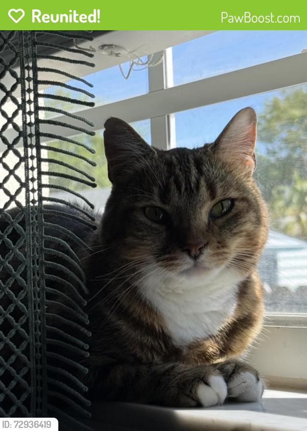 Reunited Female Cat last seen Near Orkney Avenue North , St. Petersburg, FL 33709