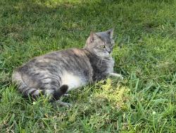 Lost Female Cat last seen Haley Way and Demorest/ Holton Run, Grove City, OH 43123