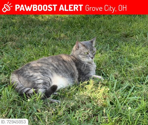 Lost Female Cat last seen Haley Way and Demorest/ Holton Run, Grove City, OH 43123