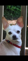 Reunited Female Dog last seen Belleview Ave , Kenwood Road  - near ymca blue ash trails, Cincinnati, OH 45242