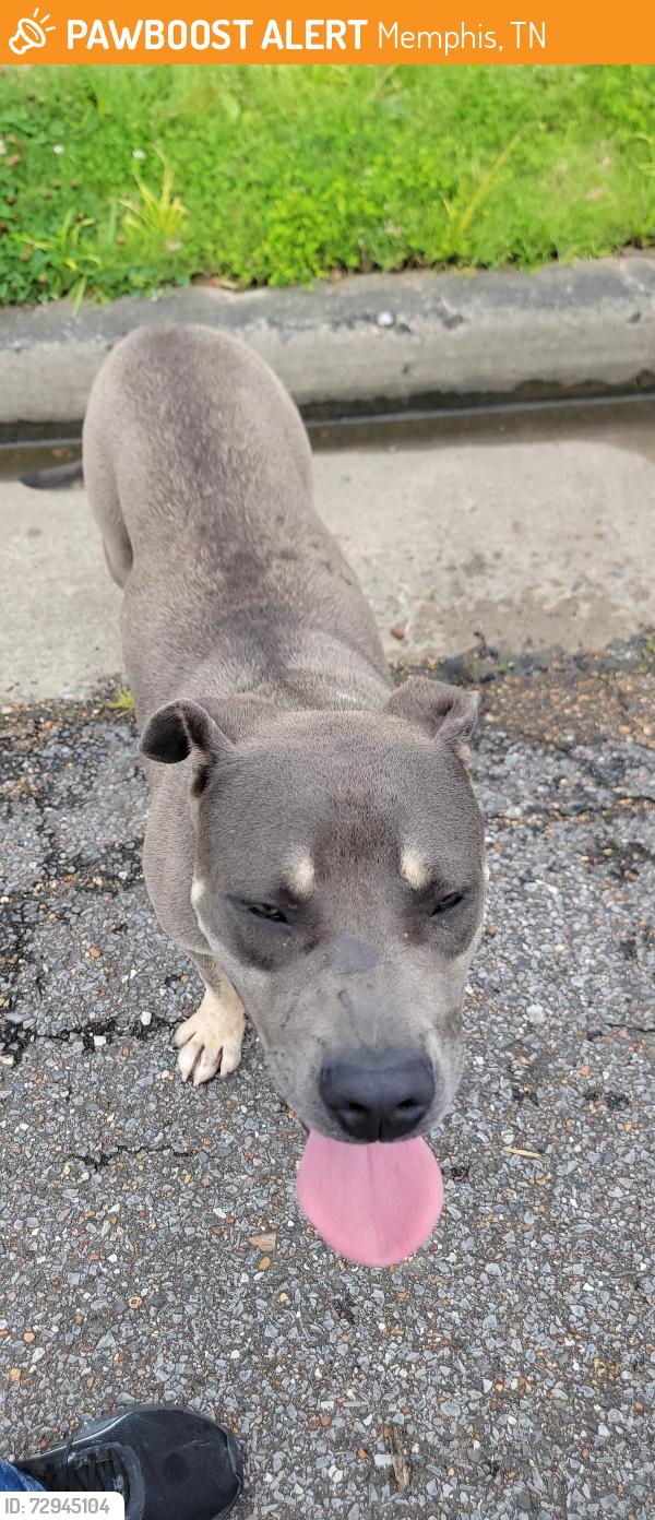 Found/Stray Male Dog last seen NA, Memphis, TN 38016