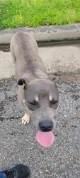 Found/Stray Male Dog last seen NA, Memphis, TN 38016