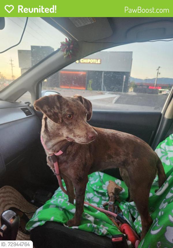 Reunited Female Dog last seen 22nd and prudence, Tucson, AZ 85710