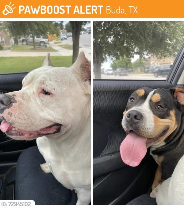 Found/Stray Unknown Dog last seen Sundown ave, Buda, TX 78610