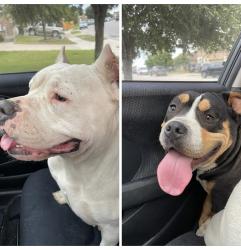 Found/Stray Unknown Dog last seen Sundown ave, Buda, TX 78610