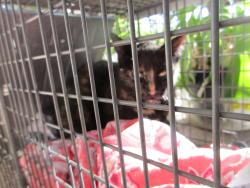 Reunited Unknown Cat last seen Peyton Hwy & Hwy 94, Colorado Springs, CO 80930