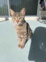 Found/Stray Unknown Cat last seen Wimbleton dr , Victorville, CA 92395