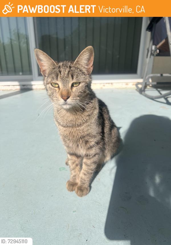 Found/Stray Unknown Cat last seen Wimbleton dr , Victorville, CA 92395