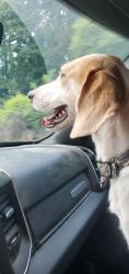 Found/Stray Male Dog last seen Oak and Church, Manning, SC 29102