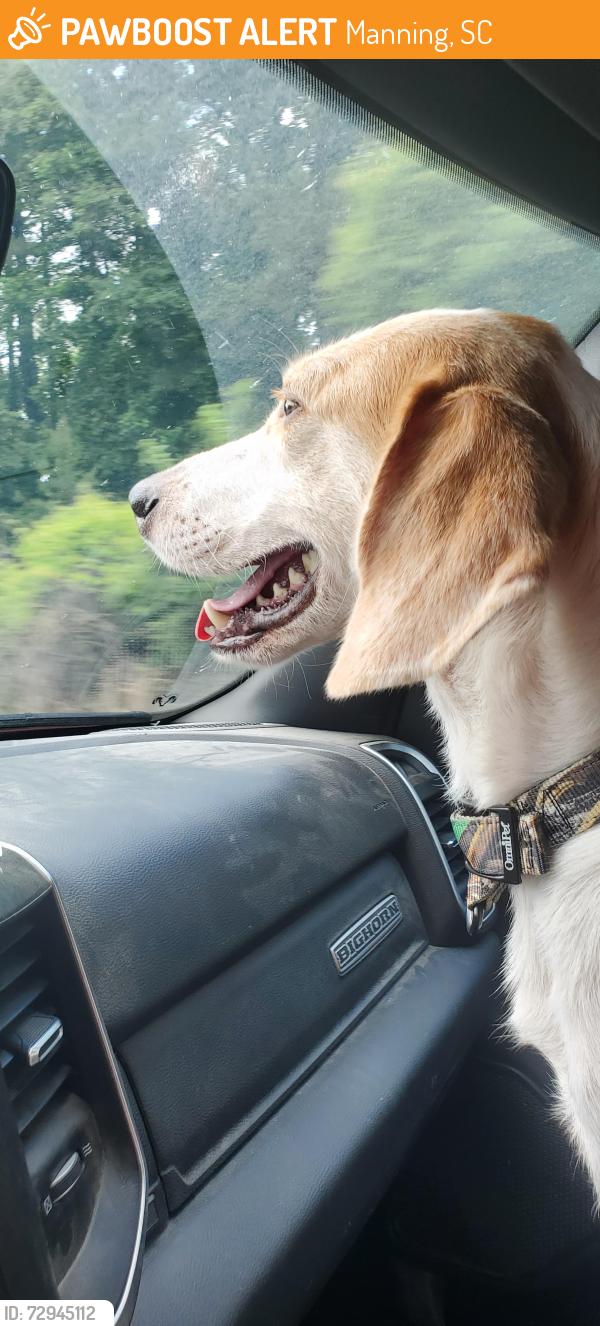 Found/Stray Male Dog last seen Oak and Church, Manning, SC 29102