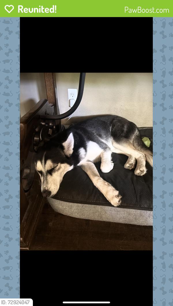 Reunited Female Dog last seen Mitc Street, Arlington Texas, 76010, Arlington, TX 76010
