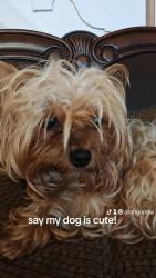 Lost Female Dog last seen Near loring Street, Philadelphia, PA 19136