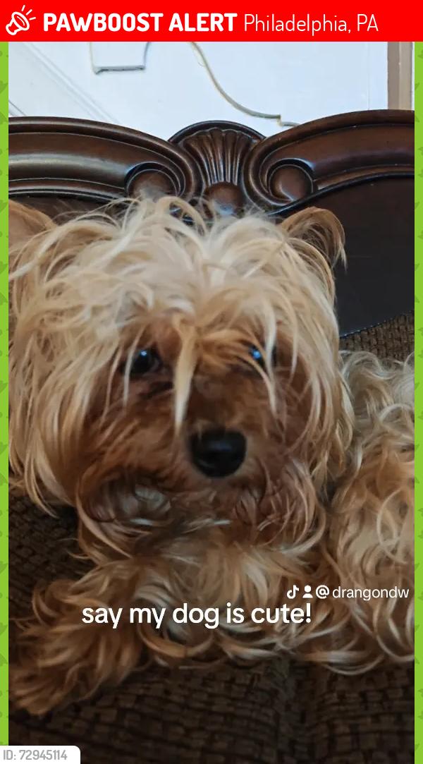Lost Female Dog last seen Near loring Street, Philadelphia, PA 19136