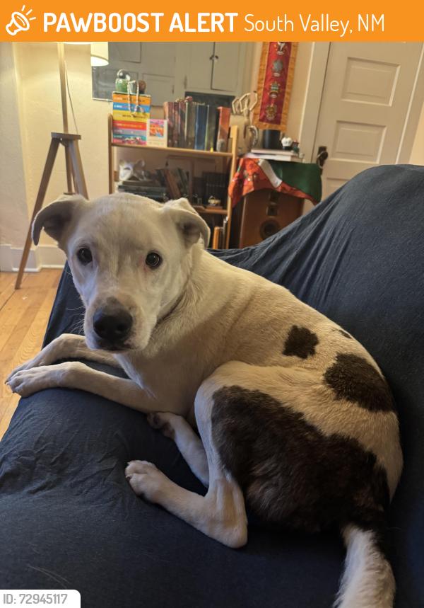 Found/Stray Male Dog last seen Rio Bravo and Broadway near the circle K, South Valley, NM 87105