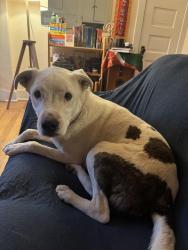 Found/Stray Male Dog last seen Rio Bravo and Broadway near the circle K , South Valley, NM 87105