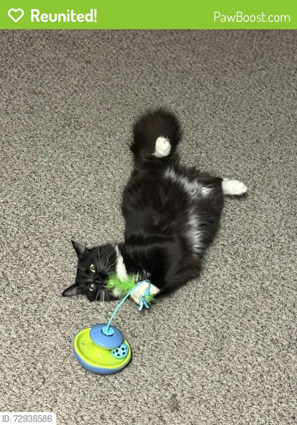 Reunited Female Cat last seen Haywood Rd, Greenville, SC 29607