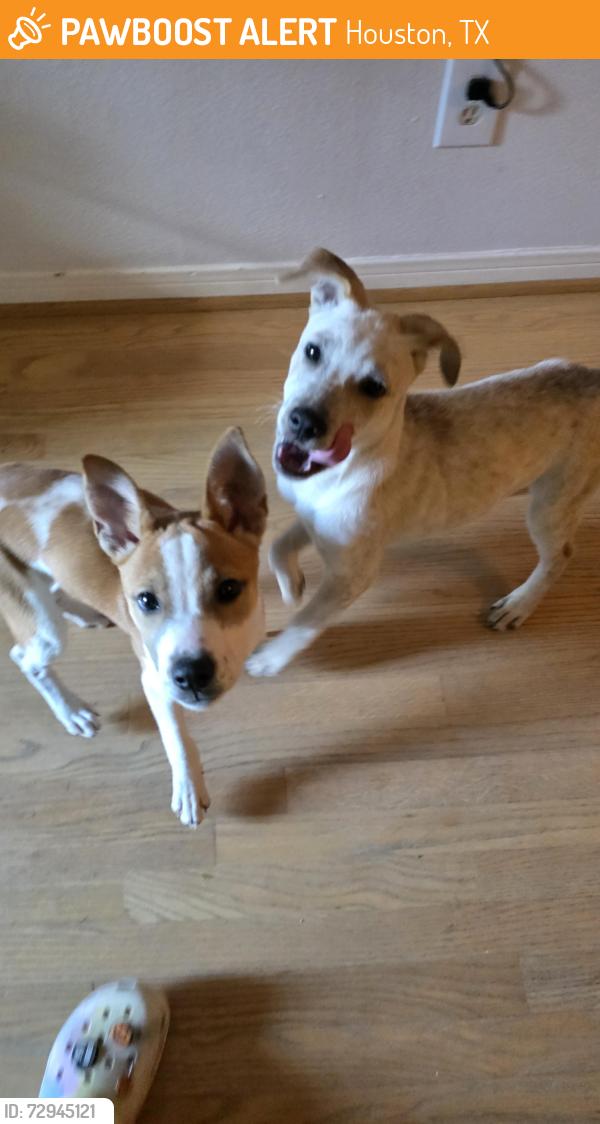 Found/Stray Unknown Dog last seen Steeplechase, Houston, TX 77065