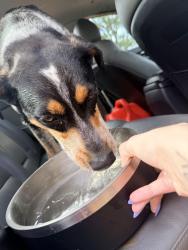 Reunited Female Dog last seen In the middle of street on Hicks Hill Road, Lawndale, NC 28090