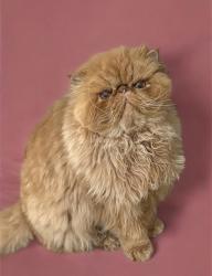 Reunited Male Cat last seen Murphy Inn, Saint Clair, MI 48079
