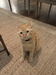 Reunited Female Cat last seen Near Villanova Street, Dallas, Texas 75225, Dallas, TX 75225