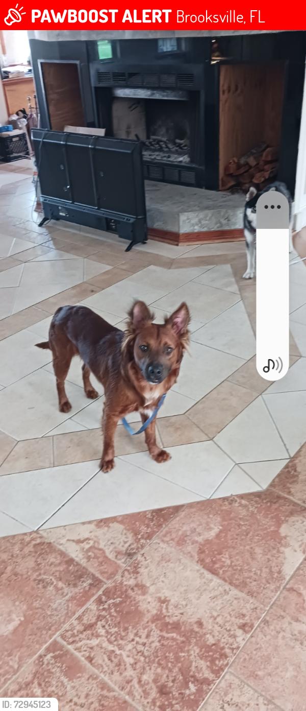 Lost Male Dog last seen Ester Dr , Brooksville, FL 34613