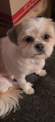 Reunited Female Dog last seen St. Lawrence and 131st, Chicago, IL 60827