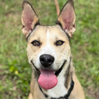 Shelter Stray Female Dog last seen College Station, TX 77840, Bryan, TX 77807