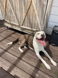 Found/Stray Male Dog last seen Westover or Lundie, Montrose, VA 23231