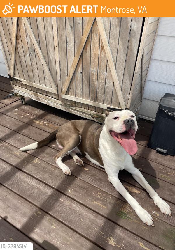 Found/Stray Male Dog last seen Westover or Lundie, Montrose, VA 23231