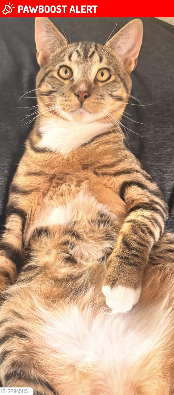 Lost Male Cat last seen Highway 211 Near lake saheen/Circle moon, Pend Oreille County, WA 99156