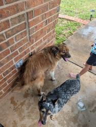Found/Stray Unknown Dog last seen Bonham Elementary , San Angelo, TX 76904