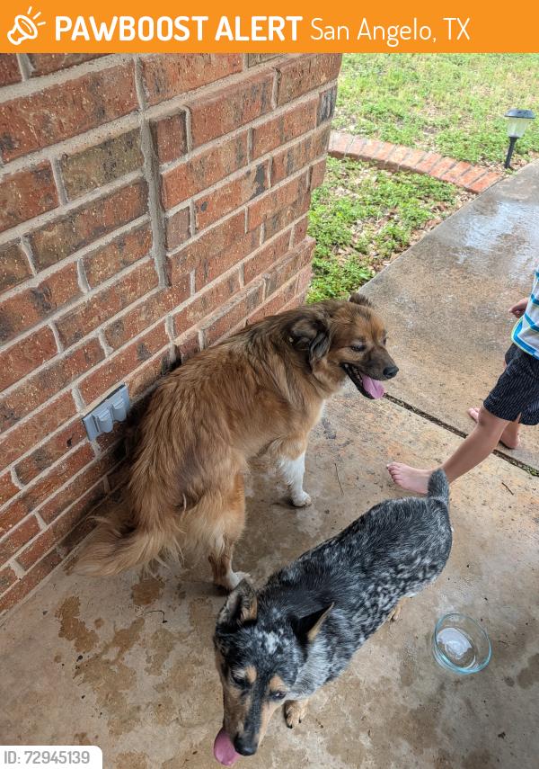 Found/Stray Unknown Dog last seen Bonham Elementary , San Angelo, TX 76904