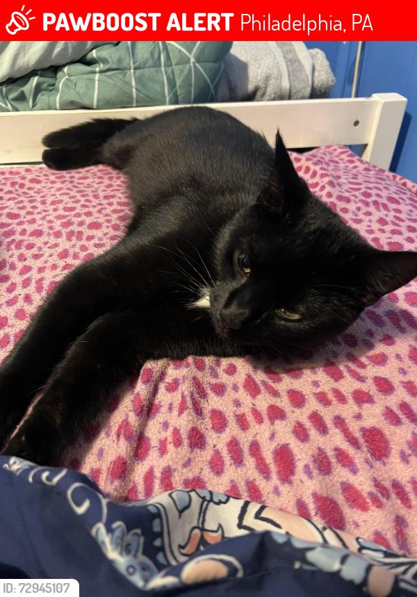 Lost Male Cat last seen Near , Philadelphia, PA 19145