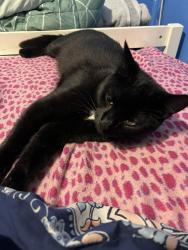 Lost Male Cat last seen Near , Philadelphia, PA 19145