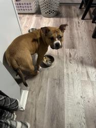 Lost Female Dog last seen Near chamberlayne ave, Richmond, VA 23227