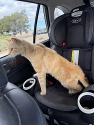 Found/Stray Male Cat last seen Madison St. and Freda Ave.  (Casa Blanca Library) , Riverside, CA 92504