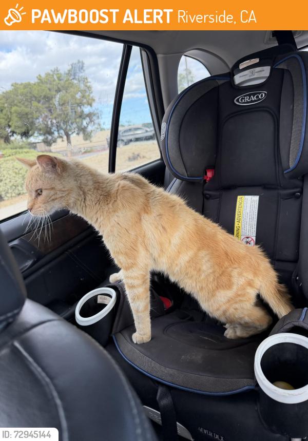 Found/Stray Male Cat last seen Madison St. and Freda Ave.  (Casa Blanca Library) , Riverside, CA 92504