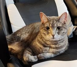 Reunited Female Cat last seen Front Nine Dr, Windermere Pkwy, Trammel Rd, Forsyth County, GA 30041