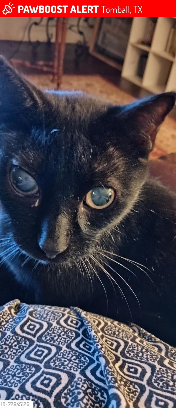 Lost Male Cat last seen Three Lakes subdivision 77375, Tomball, TX 77375