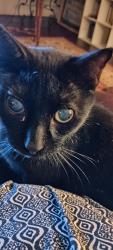 Lost Male Cat last seen Three Lakes subdivision 77375, Tomball, TX 77375