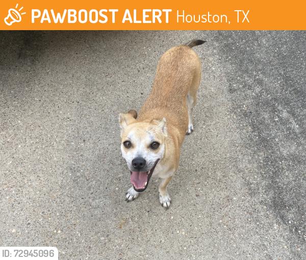 Found/Stray Unknown Dog last seen Alief Clodine Rd & Addicks Clodine Rd, Houston, TX 77082