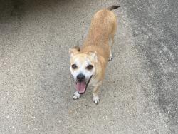 Found/Stray Unknown Dog last seen Alief Clodine Rd & Addicks Clodine Rd, Houston, TX 77082