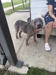 Reunited Female Dog last seen O’Neil , Baton Rouge, LA 70816