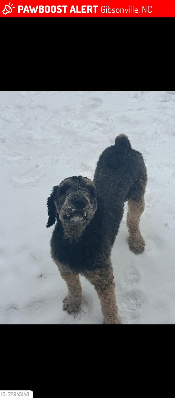 Lost Male Dog last seen Near Goodson Ave apple street , Gibsonville, NC 27249
