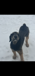 Lost Male Dog last seen Near Goodson Ave apple street , Gibsonville, NC 27249