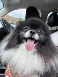 Reunited Unknown Dog last seen Tabago Bay Dr, Winter Garden, FL 34787, USA, Winter Garden, FL 34787